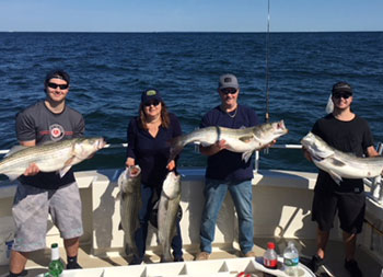 A group of 3 men and one woman hold up 5 striped bass.