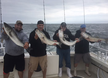 On an cloudy, overcast day, 4 men, each wearing a sweatshirt and baseball cap, hold up the striped bass they caught.