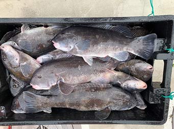 Overhead shot of tautog (blackfish) and sea bass in a rectangular plastic container.