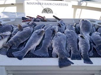 Overhead view of over a dozen sea bass laid out on the fielt tabel aboard the boat.